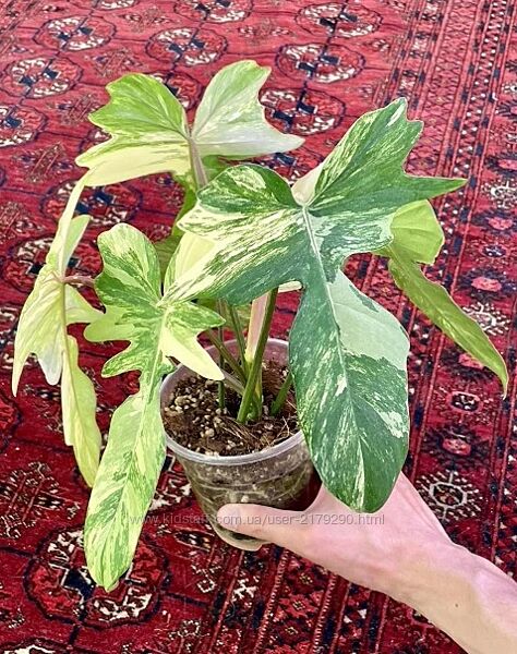 Филодендрон Флорида бьюти вариегатный