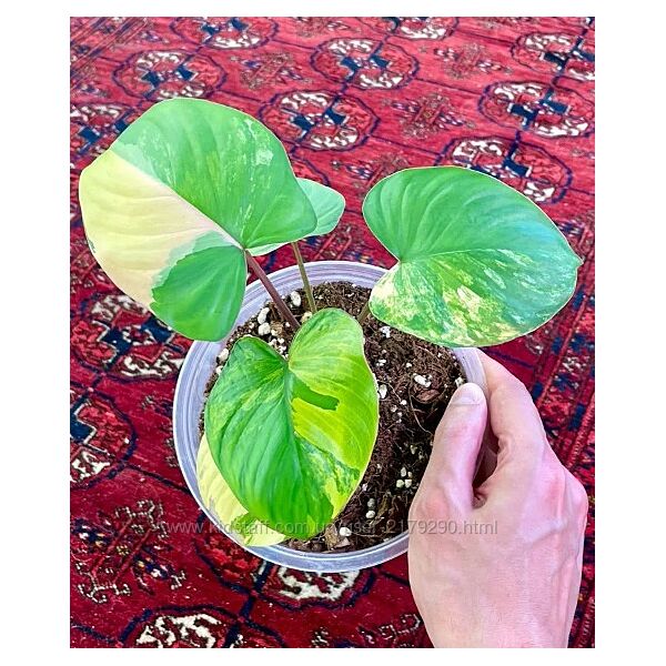 Хомаломена рубесценс вариегатная