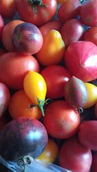 Насіння томатів, огірків, перцю власного збору та з профупаковок