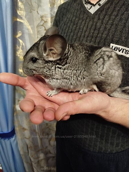 Продається Шиншила