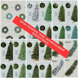 Дніпро Безкоштовна доставка ялинок до дверей