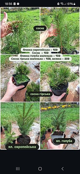 Саджанці хвої ялинки, сосни, туї